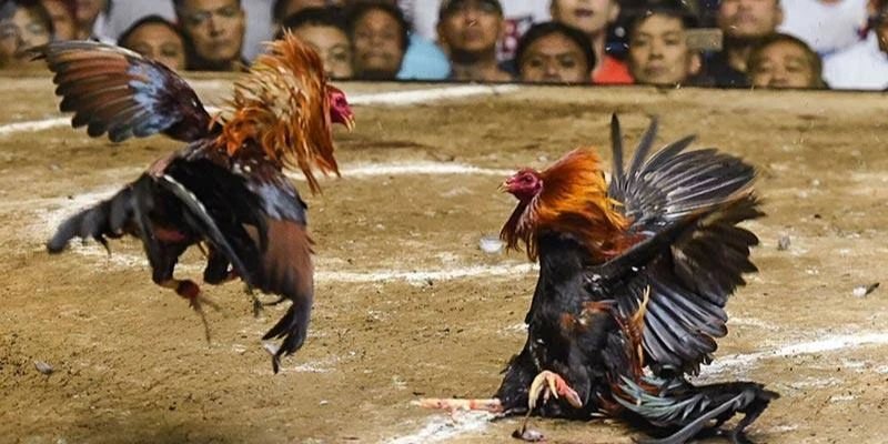 Đá gà năm 2025 với các kiểu chơi hấp dẫn