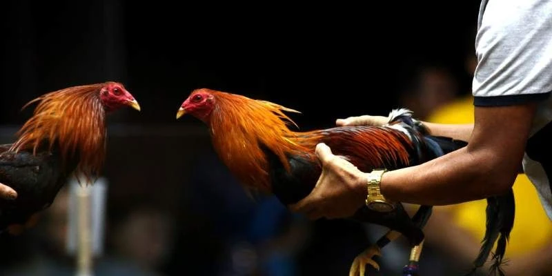 Luật đá gà cơ bản cần nắm rõ để chơi hiệu quả